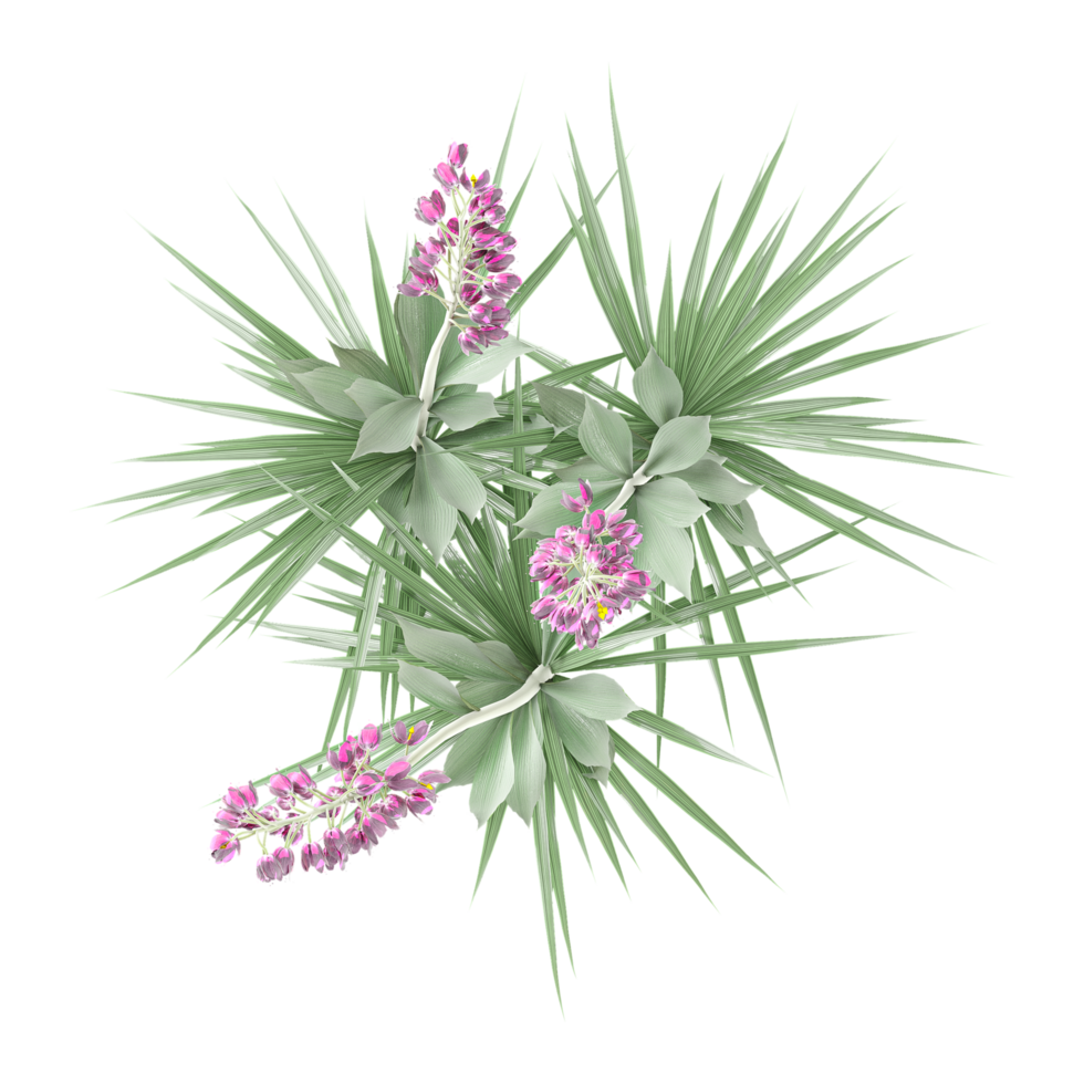 Collection of Yucca plant isolated on transparent Canvas from the top view png