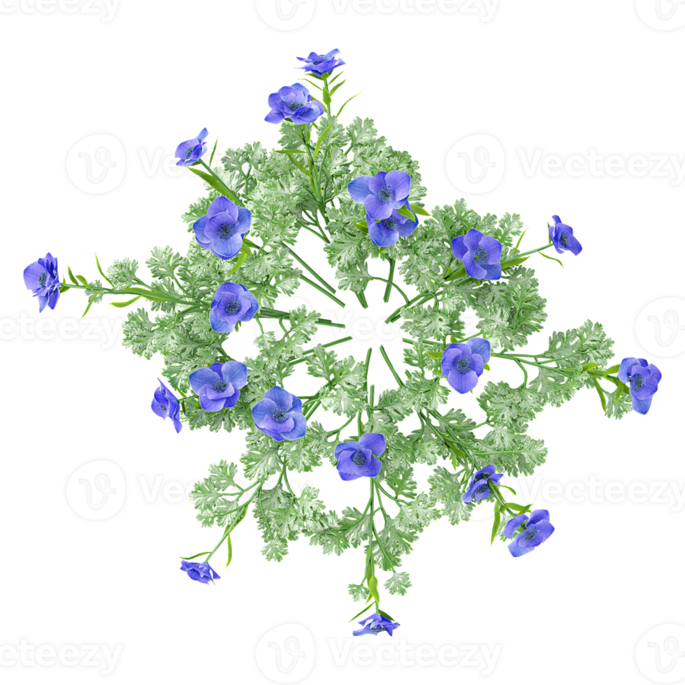 3d rendering of Nemophila plant isolated on transparent Canvas from the top view png