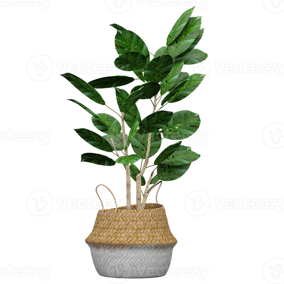 3d illustration of potted Rubber fig plant isolated on transparent canvas png