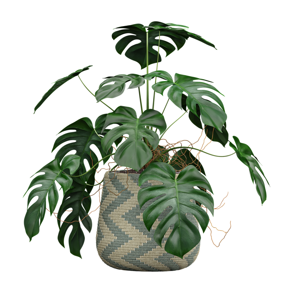 3d Rendering Of Swiss cheese plant in Pot on isolated on transparent Canvas png