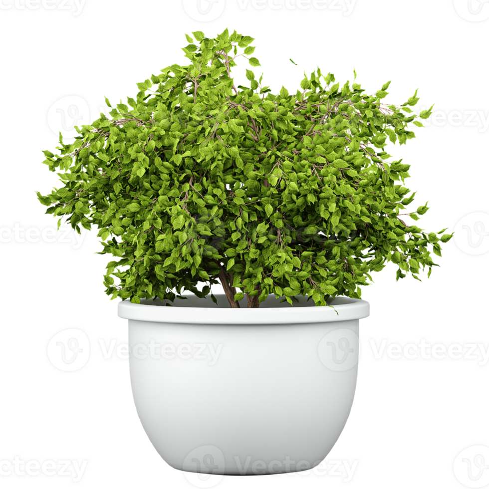 3d illustration of Weeping fig in planter isolated on transparent canvas png