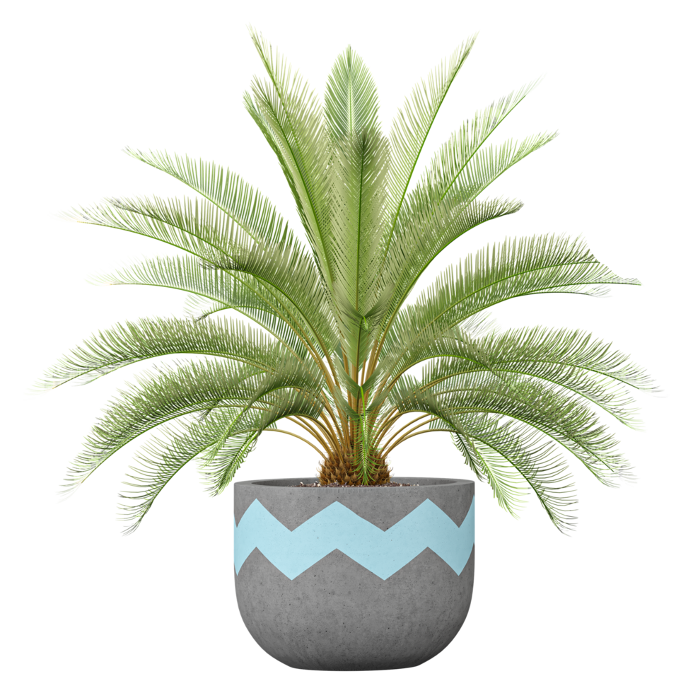3d Rendering Of Sago palm plant in Pot on isolated on transparent Canvas png