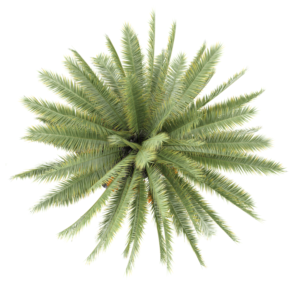 Topview of Canary Island date palm plant isolated on transparent Canvas png