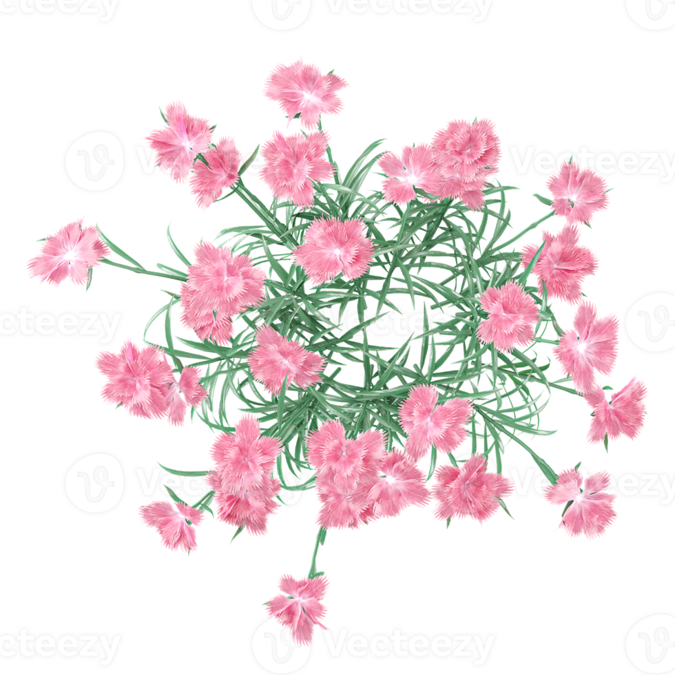 3d rendering of China pink plant isolated on transparent Canvas from the top view png
