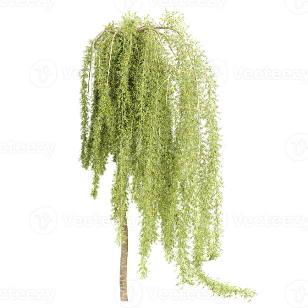3d rendering of Cottonwood tree treeisolated on transparent Canvas png