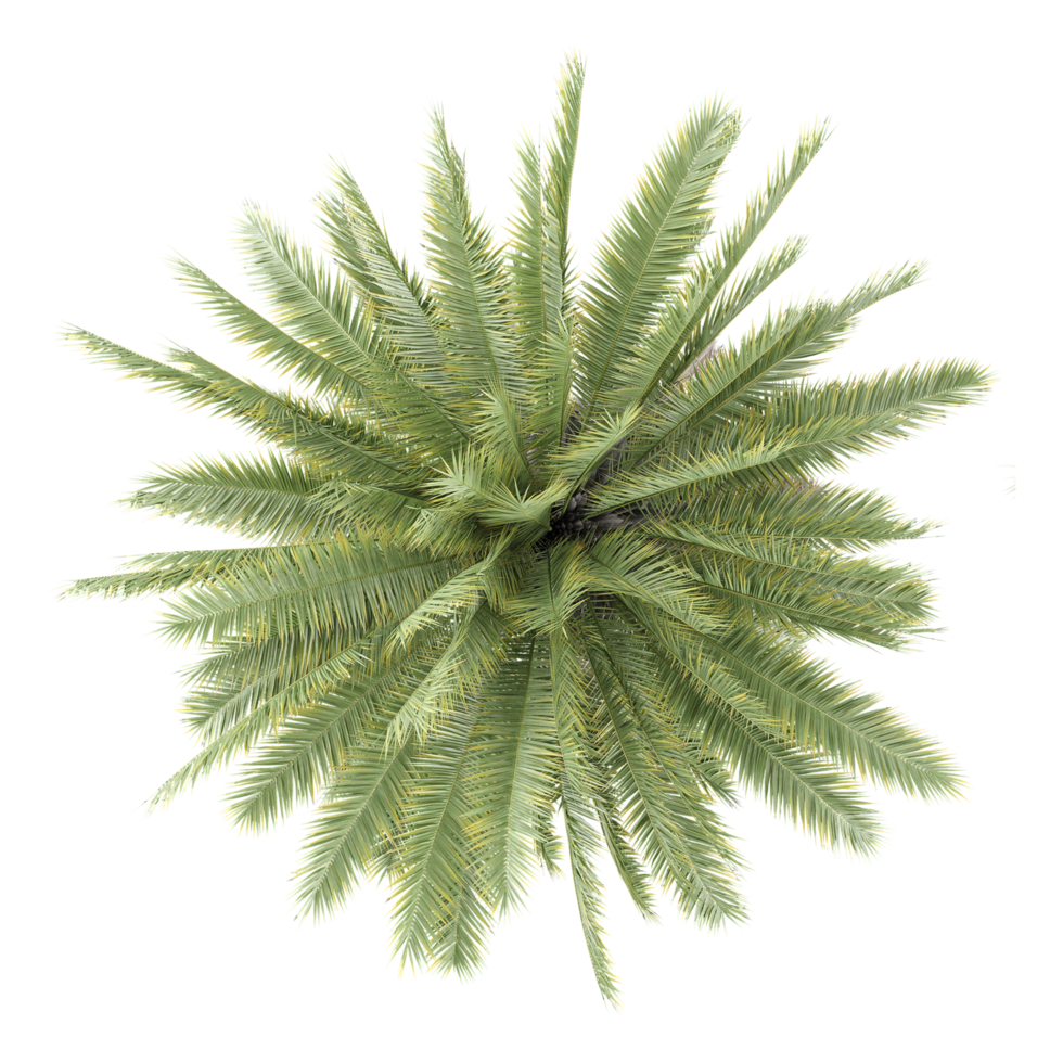 Collection of Canary Island date palm plant isolated on transparent Canvas from the top view png