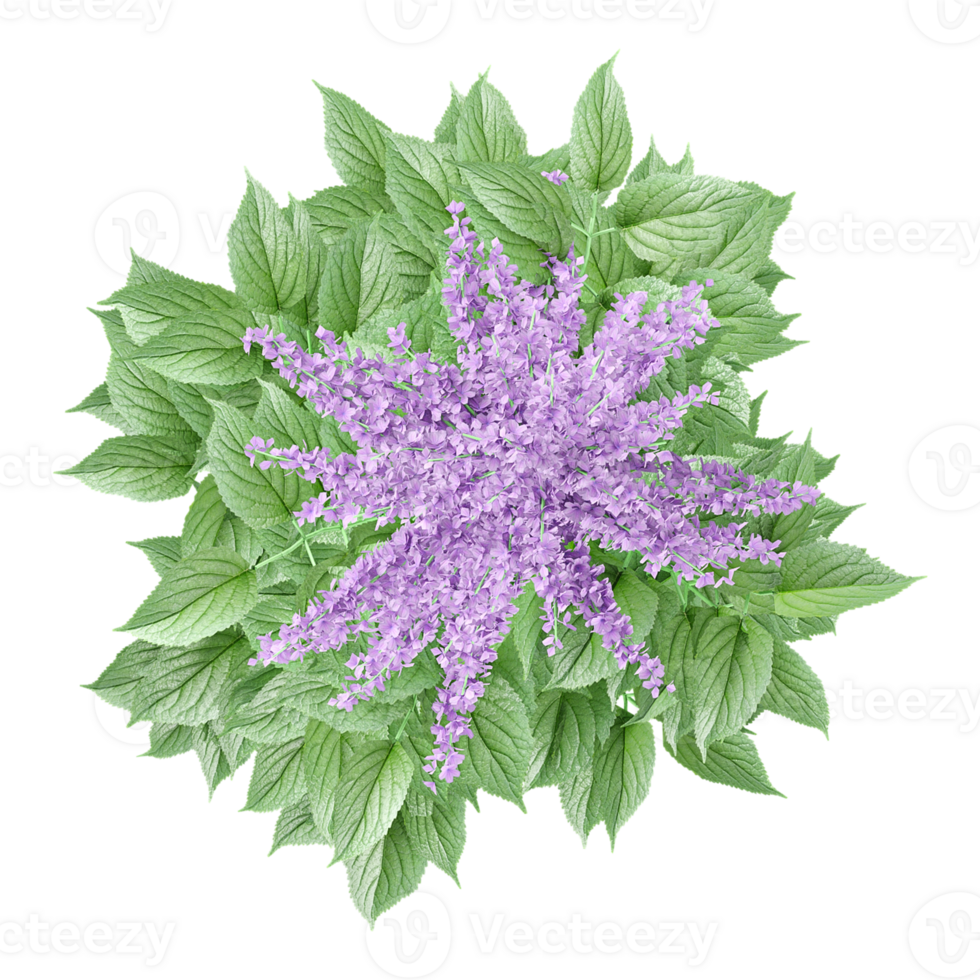 3d rendering of Lavender plant isolated on transparent Canvas from the top view png