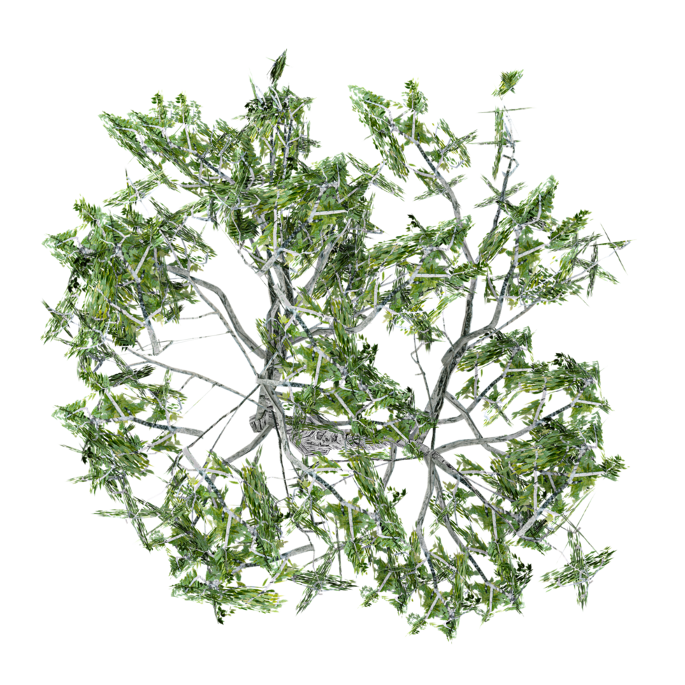 Top view of Acacia Tree transparent Canvas png