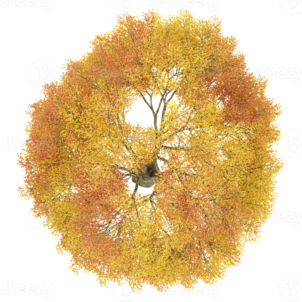 3d rendering of Japanese Maple treeisolated on transparent Canvas from the top view png