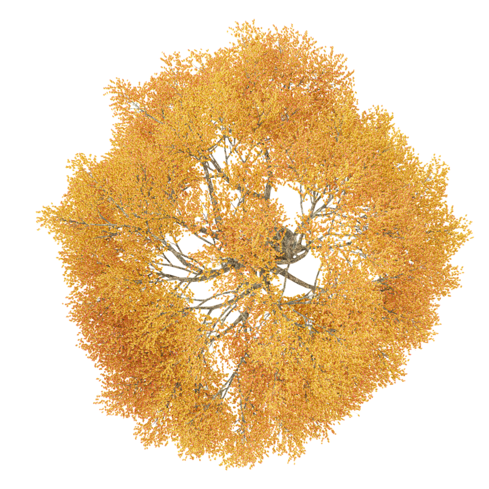Top view of Japanese Maple Tree transparent Canvas png