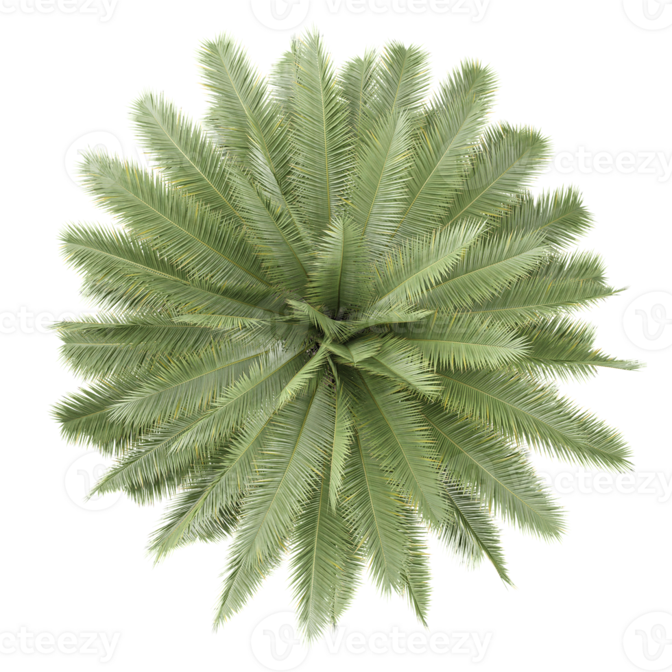 3d illustration of Canary Island date palm plant isolated on transparent Canvas from top view png