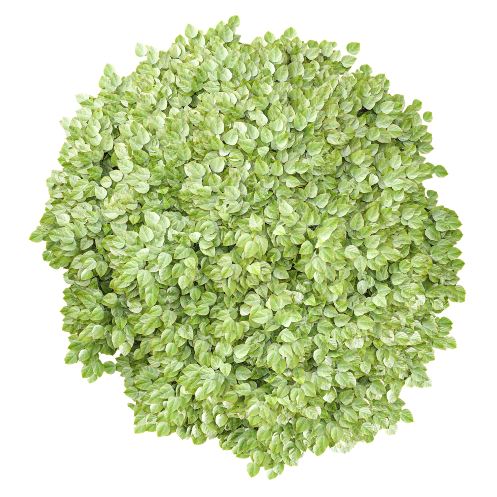 3d rendering of Soleirolia tree treeisolated on transparent Canvas from the top view png
