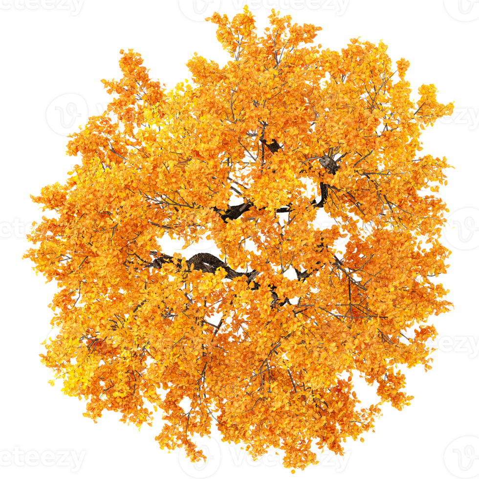 3d illustration of Japanese Maple Tree isolated on transparent Canvas from top view png