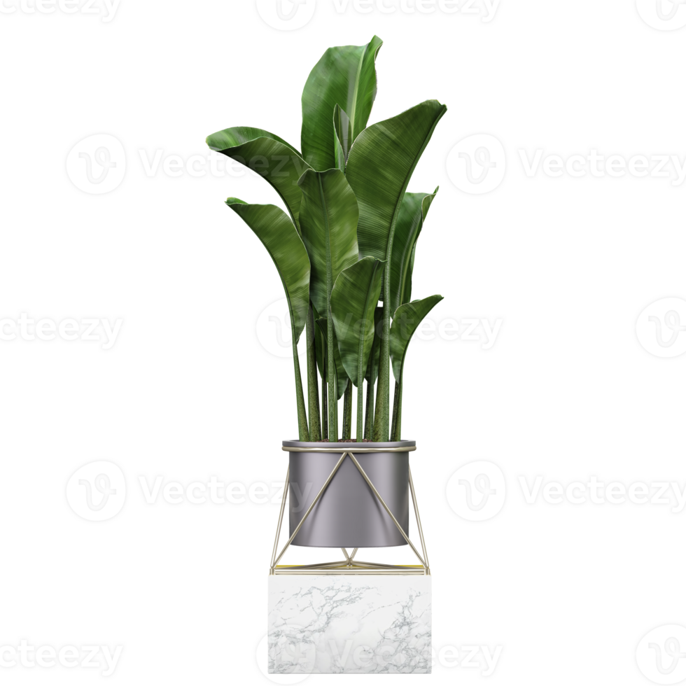 3d Rendering Of Banana plant in planter on Transparent Canvas png