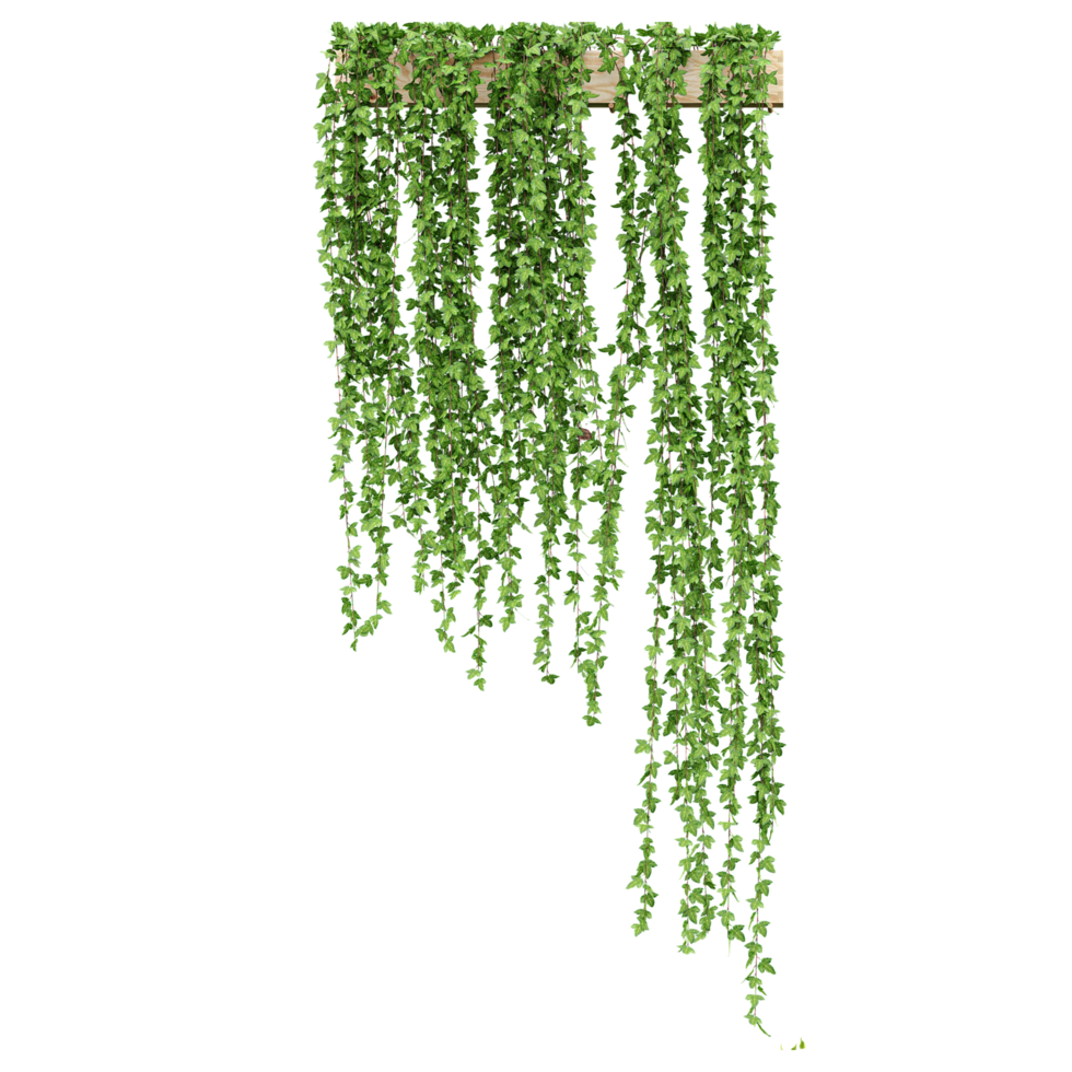 collection of indoor hanging plant with realistic style png