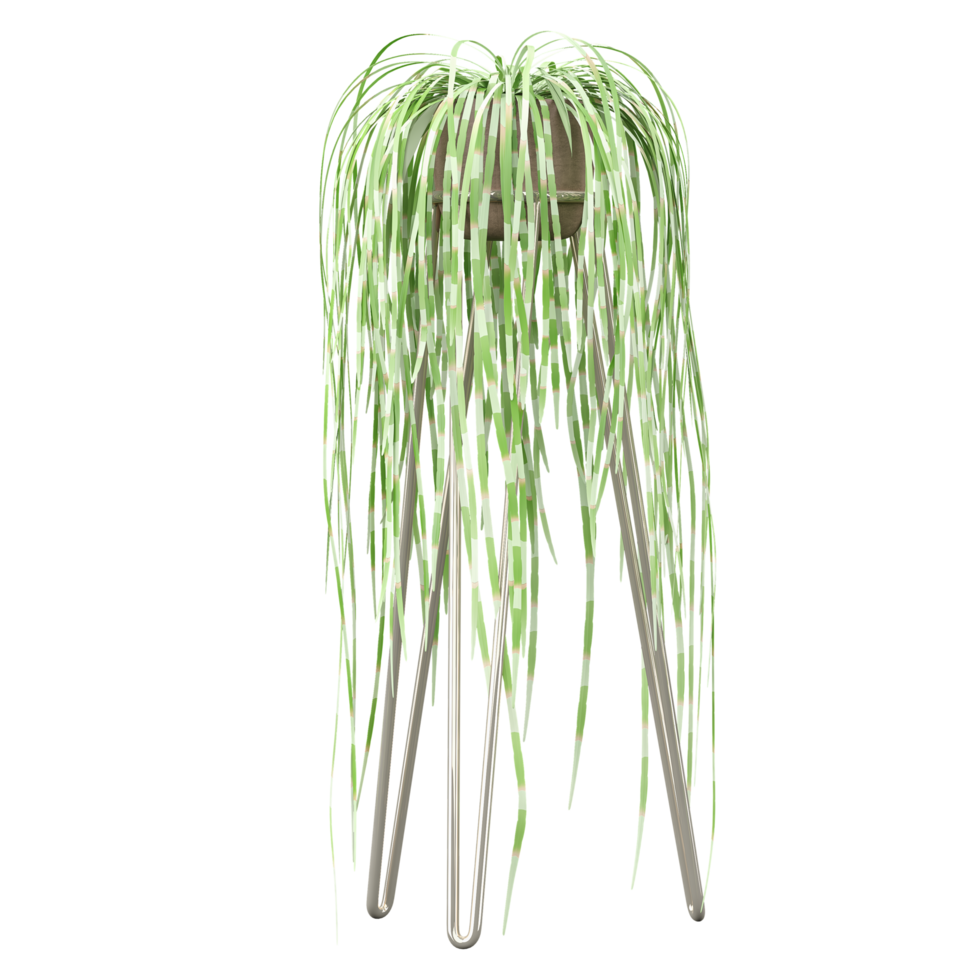 3d Rendering Of Sedges plant in planter on Transparent Canvas png