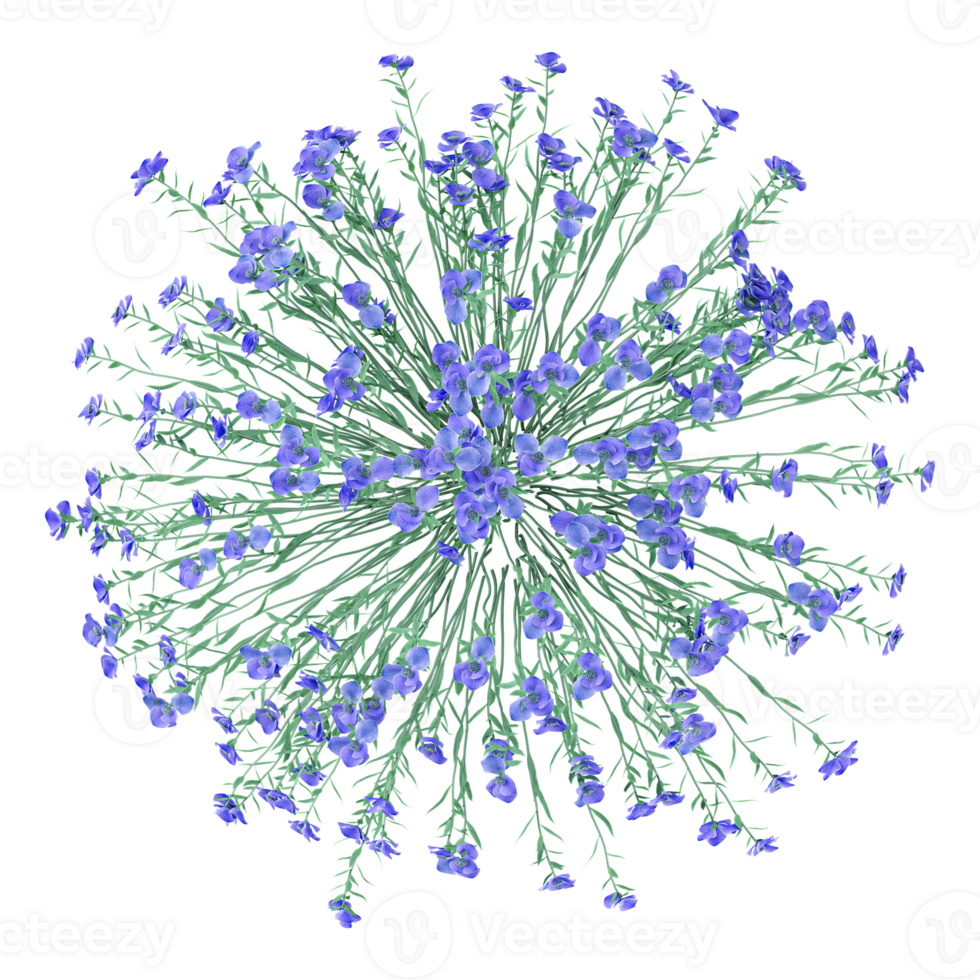 3d rendering of Cornflower plant isolated on transparent Canvas from the top view png