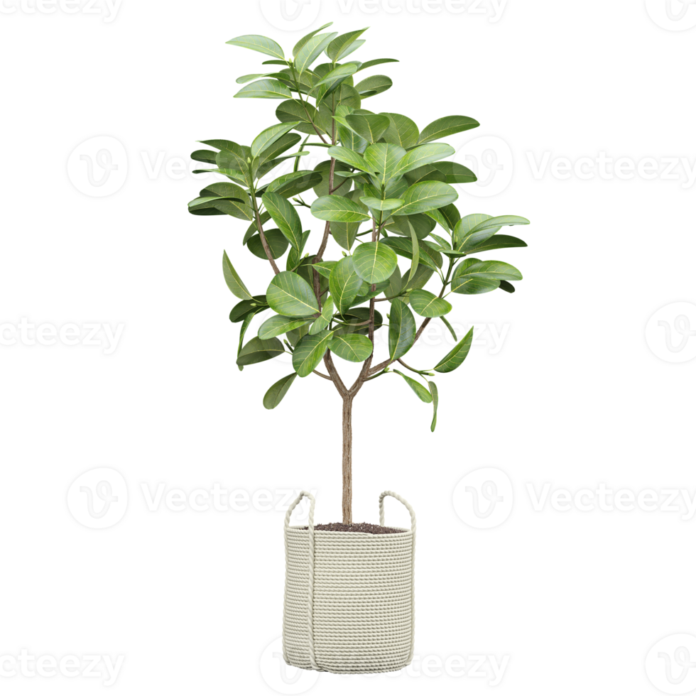 3d Rendering Of Rubber fig plant in Pot on isolated on transparent Canvas png