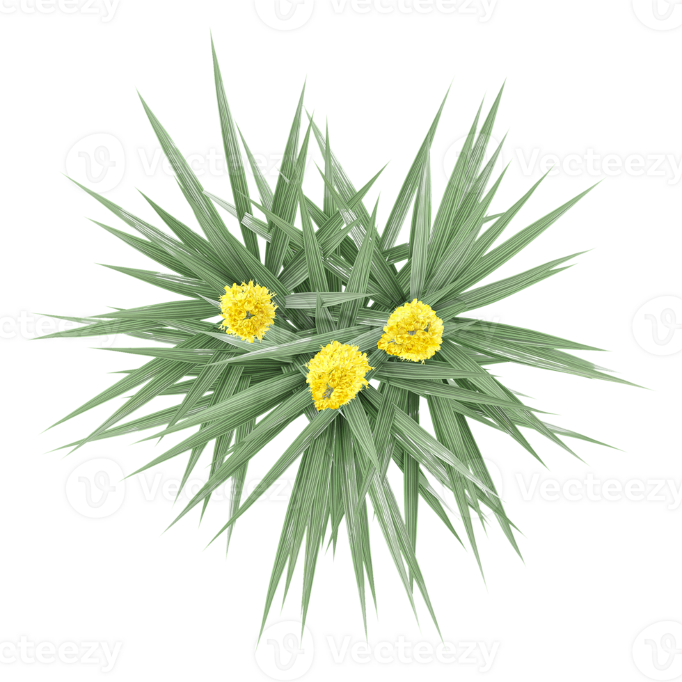 3d rendering of Fan palms plant isolated on transparent Canvas from the top view png