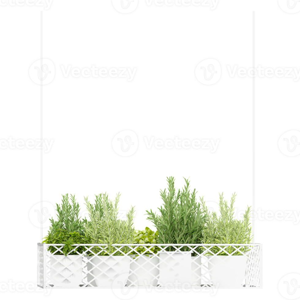 3d illustration of indoor hanging Fresh herbs isolated on transparent canvas png