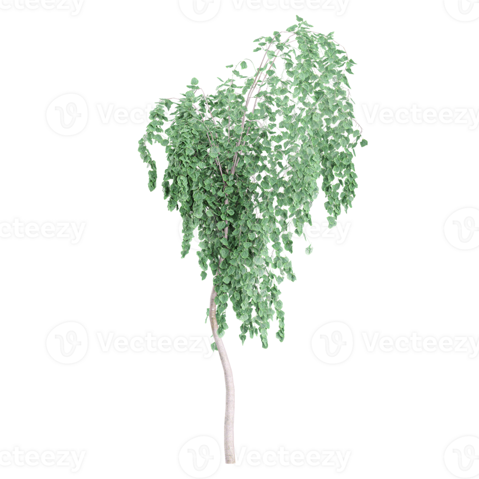3d Rendering Of Cottonwood tree on Transparent Canvas png