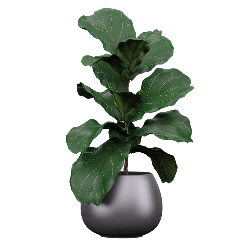 Decorative Fiddle-leaf fig plant in a pot isolated on Canvas png