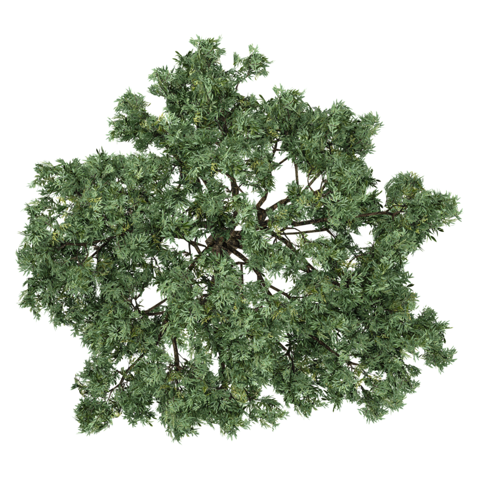 Top view of Cedar Tree transparent Canvas png