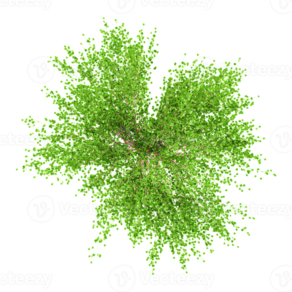 3d illustration of Cottonwood tree isolated on transparent Canvas from top view png
