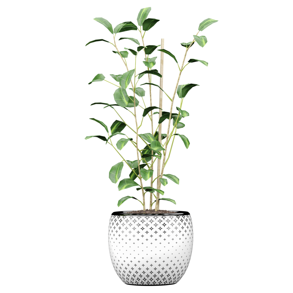 3d Rendering Of Viburnum plant in Pot on isolated on transparent Canvas png