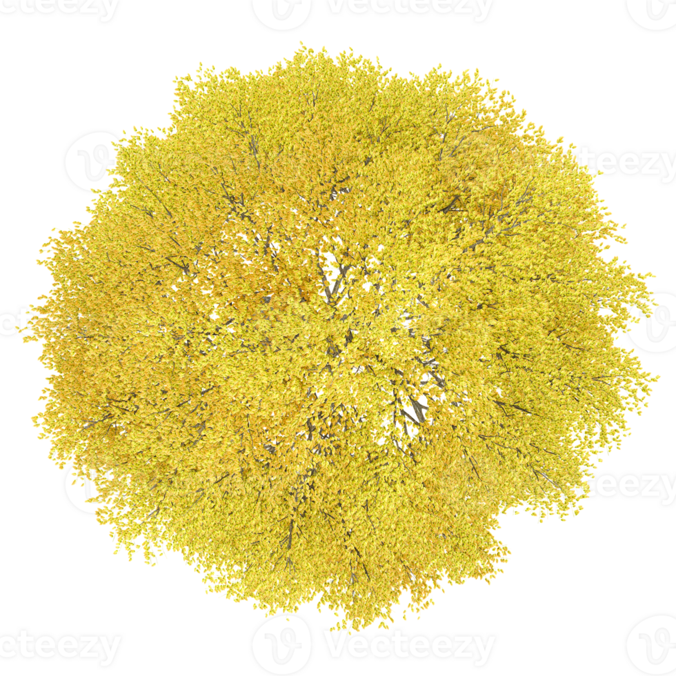 3d rendering of Aspen tree treeisolated on transparent Canvas from the top view png