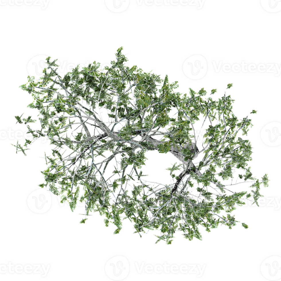 3d rendering of Acacia tree treeisolated on transparent Canvas from the top view png