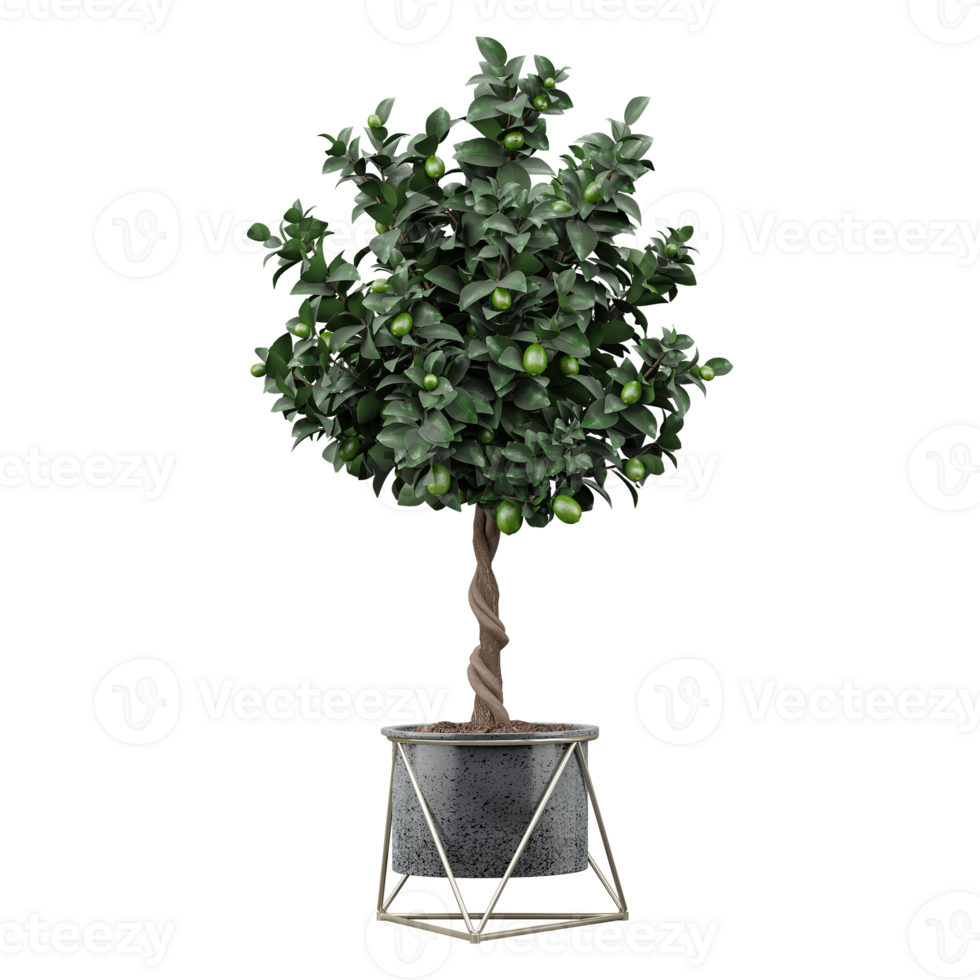 3d Rendering Of Calamansi plant in planter on Transparent Canvas png