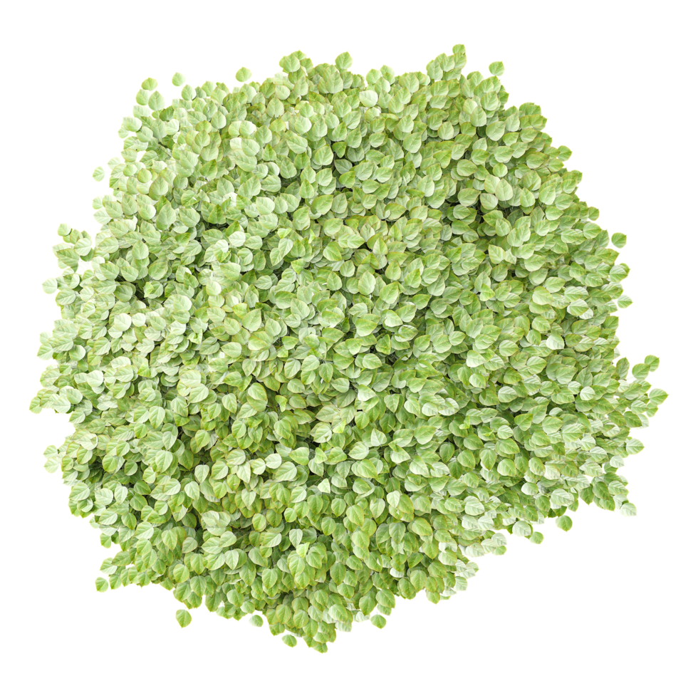Top view of Soleirolia Tree transparent Canvas png