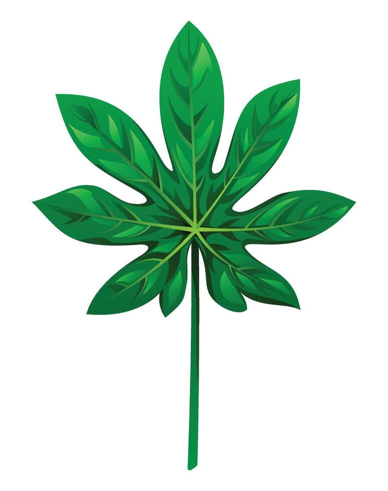 Aralia leaf cartoon illustration vector