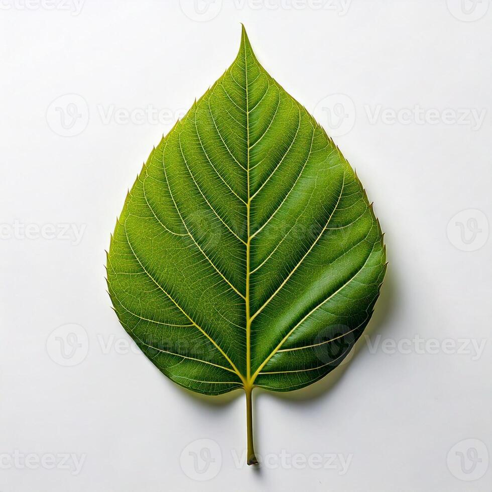 Closeup shot of a leaf in an isolated plain white background photo