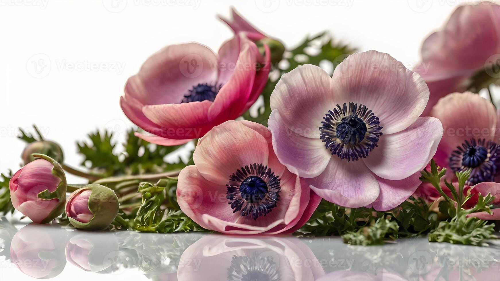 Delicate Pink Anemone Flowers on White Background photo