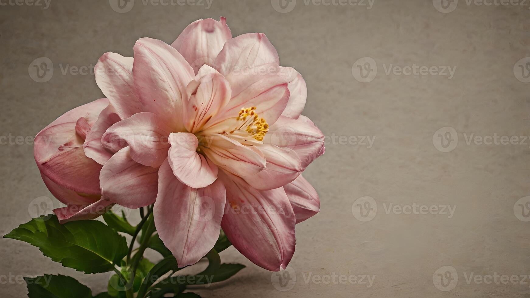 Delicate Pink Flower Bloom on Neutral Background photo
