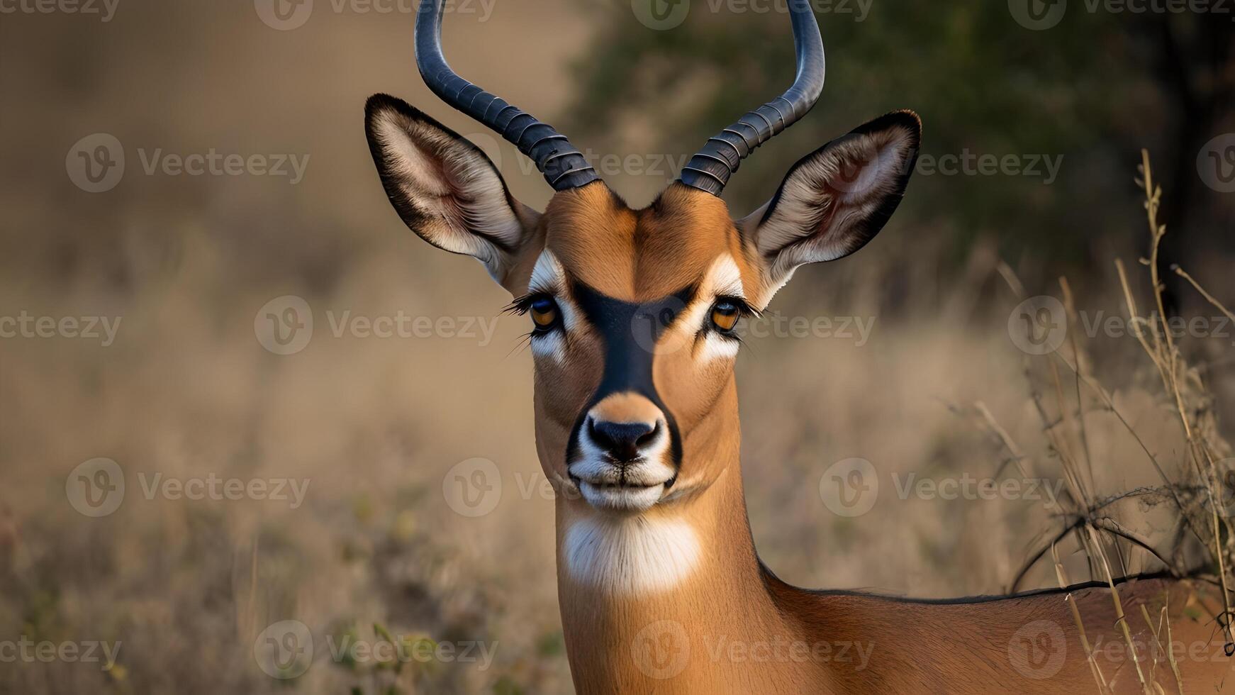 Majestic Impala Male Portrait in African Savanna photo