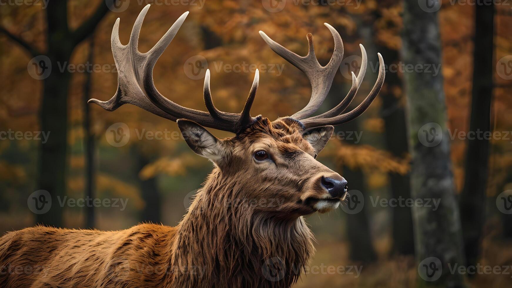Majestic Red Deer Stag in Autumn Forest photo