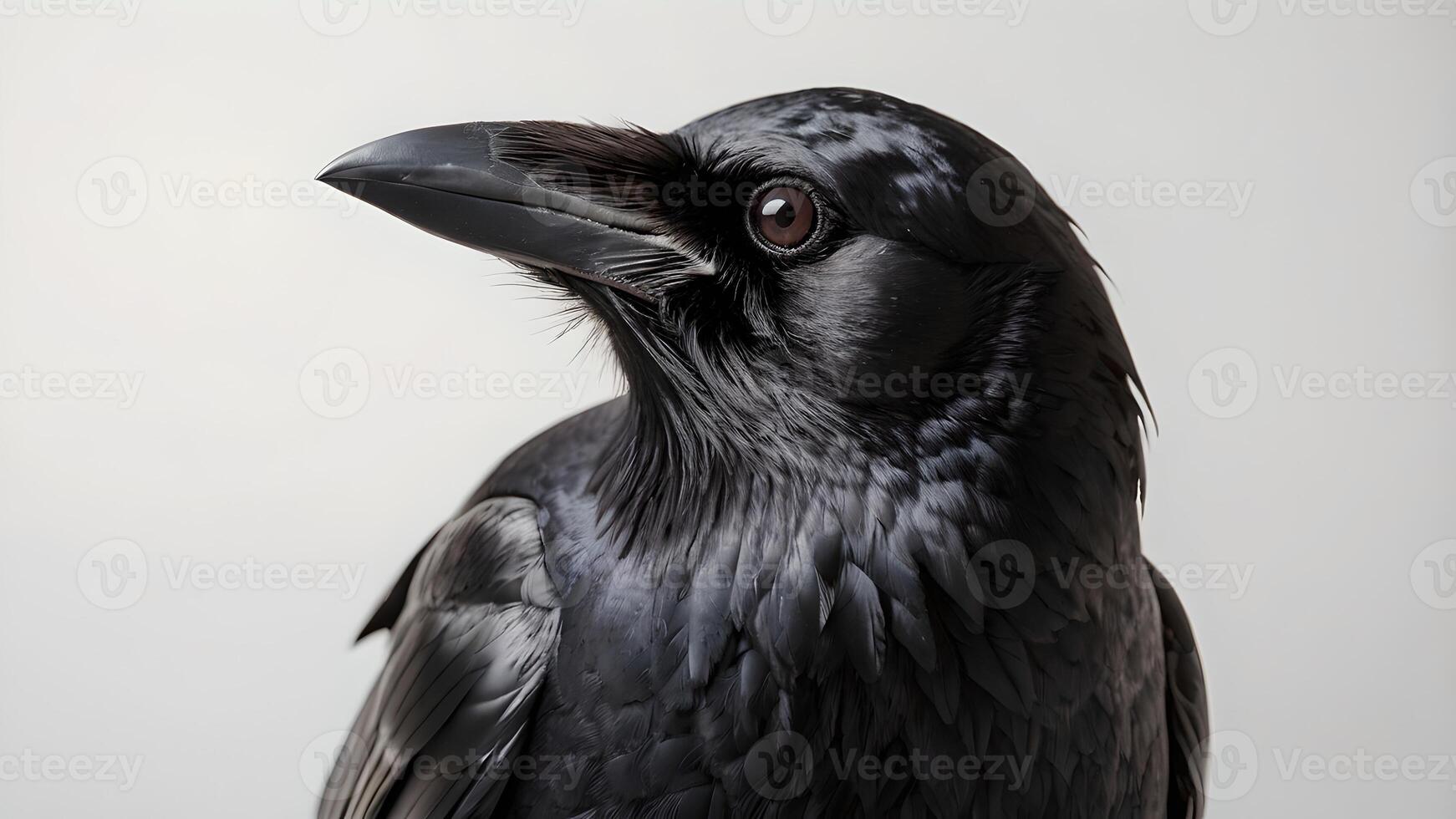 Majestic Raven Portrait Against White Background photo
