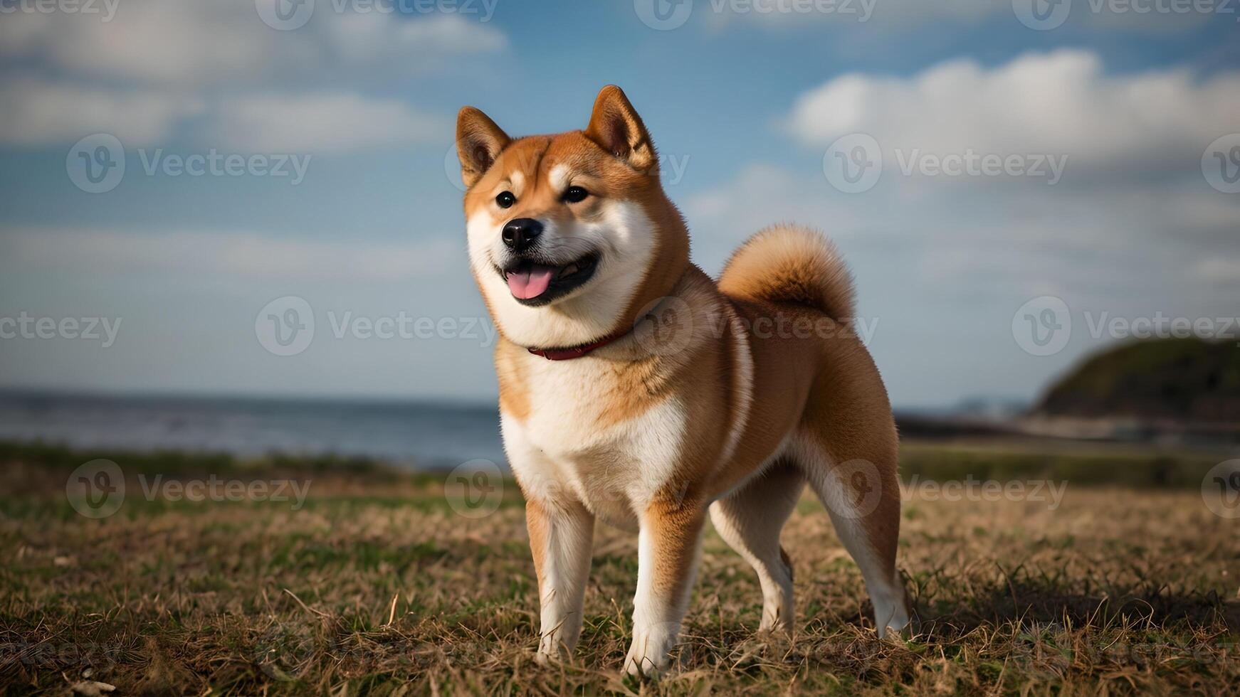 Happy Shiba Inu Dog Playing on Beach photo