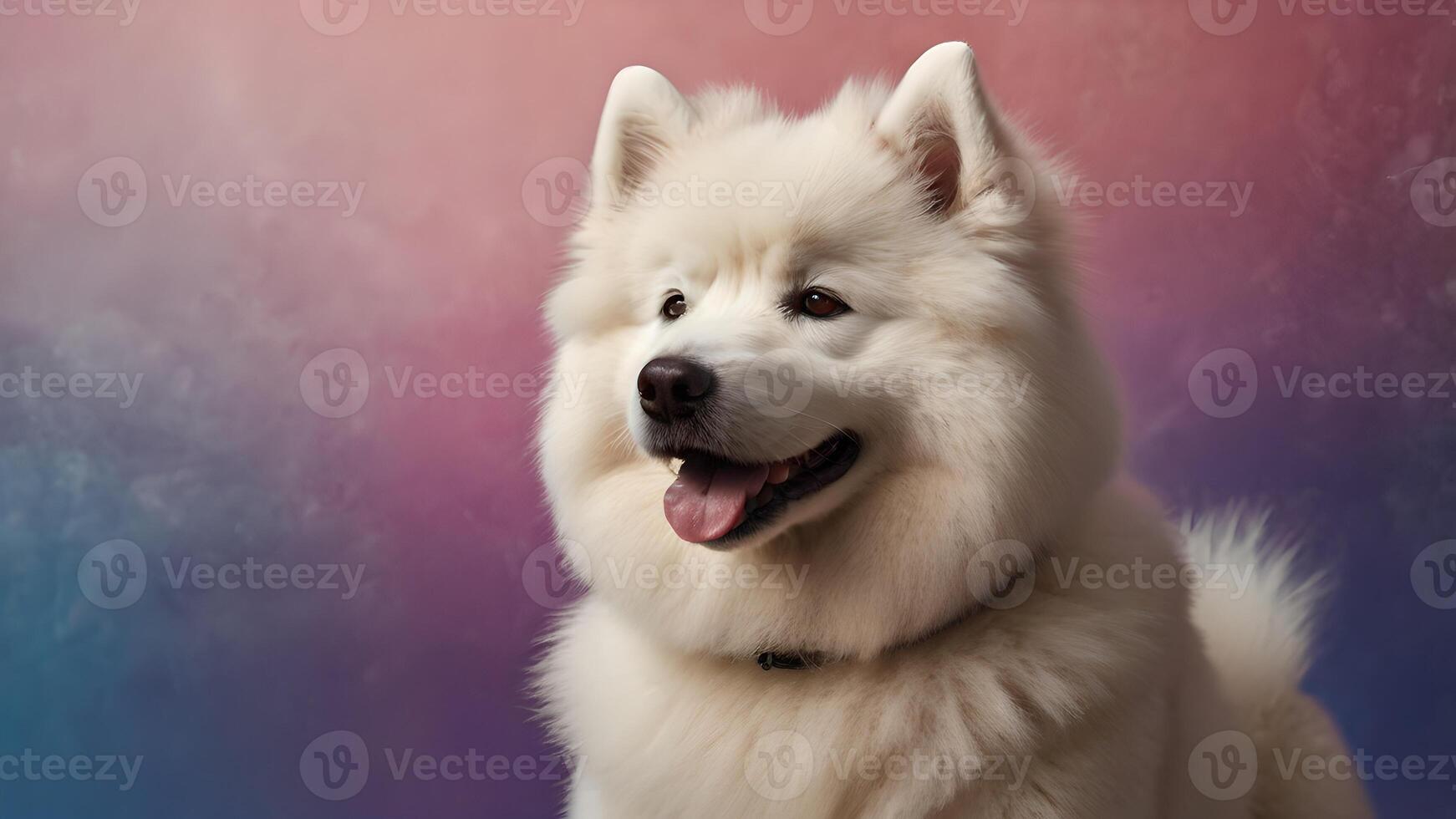 Adorable Samoyed Puppy Posing Against Vibrant Purple Background photo
