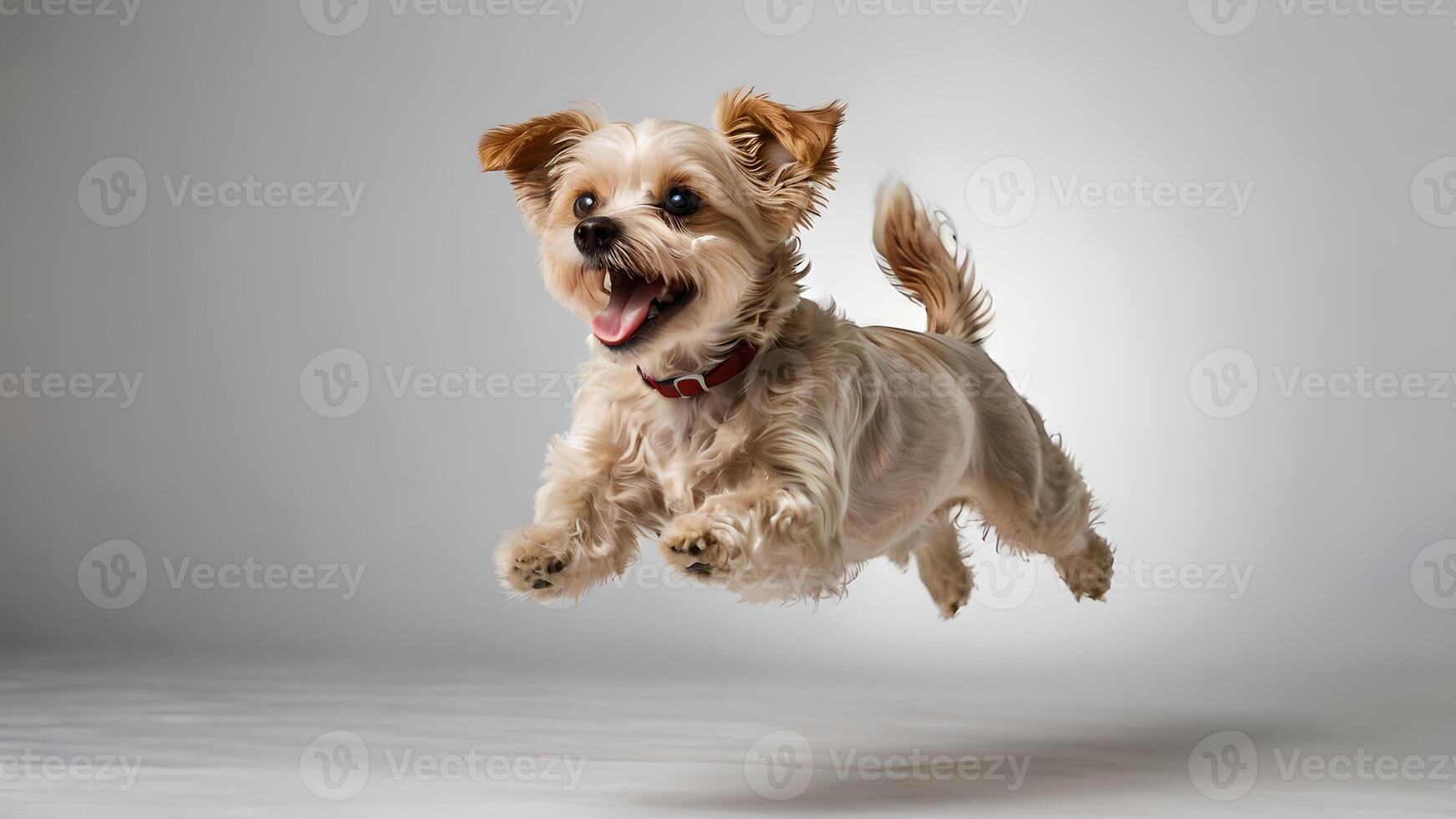 Joyful Maltipu Puppy in Mid-Air Leap Against Gray Background photo