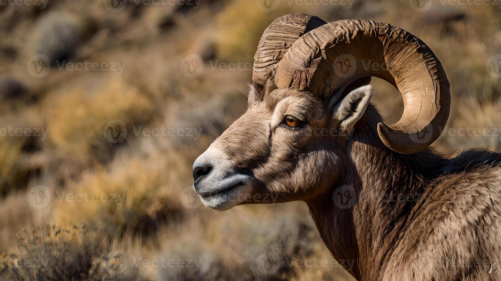 Majestic Bighorn Sheep in Autumnal Mountain Habitat photo
