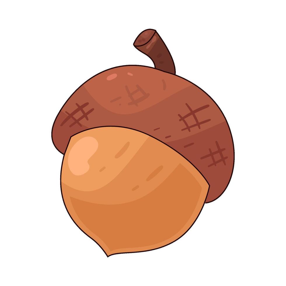 Illustration of acorn vector
