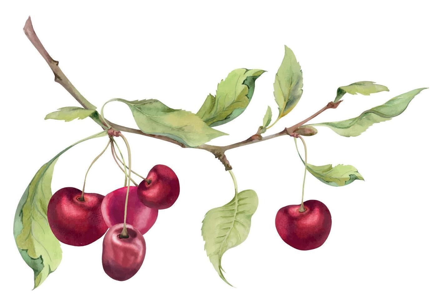 Sweet sour red cherry with green leaves, hand drawn in watercolor, garden berry in group clusters on branches. Isolated composition illustration, for wedding, restaurant, cafe menu, farmers market. vector