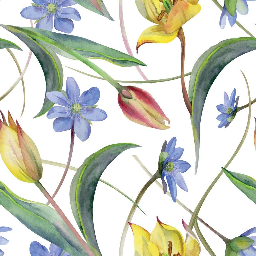 Spring flowers, white forest anemone primrose, grass, yellow and red tulip, blue hepatica forget-me-not, hand drawn in watercolor. Seamless pattern illustration, for wedding, florist shop, stationery. vector