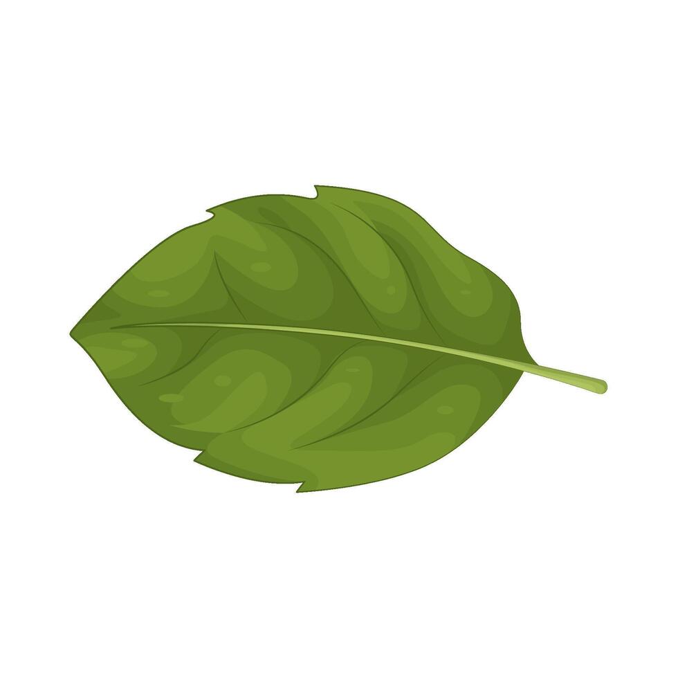 Illustration of leaf vector