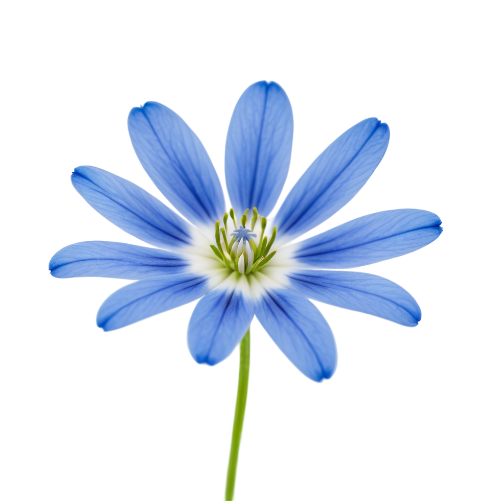 Blue Anemone Flower on Transparent Background png