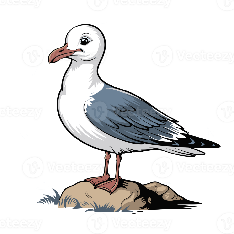 Cute Seagull illustration png